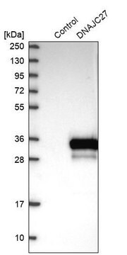 Anti-DNAJC27 antibody produced in rabbit Prestige Antibodies&#174; Powered by Atlas Antibodies, affinity isolated antibody, buffered aqueous glycerol solution