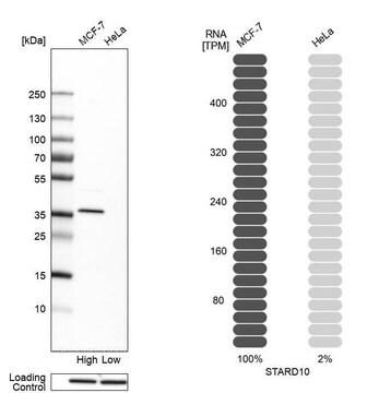 Anti-STARD10 antibody produced in rabbit Prestige Antibodies&#174; Powered by Atlas Antibodies, affinity isolated antibody, buffered aqueous glycerol solution