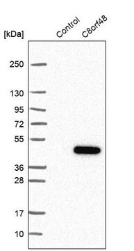 Anti-C8orf48 antibody produced in rabbit Prestige Antibodies&#174; Powered by Atlas Antibodies, affinity isolated antibody, buffered aqueous glycerol solution, ab1