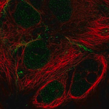 Anti-MPP7 antibody produced in rabbit Prestige Antibodies&#174; Powered by Atlas Antibodies, affinity isolated antibody