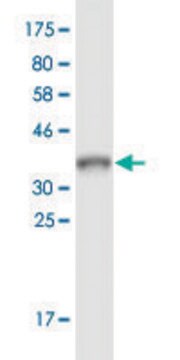 Monoclonal Anti-ARL9 antibody produced in mouse clone 7A2, ascites fluid, solution