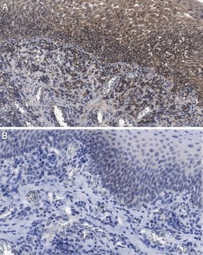 Anti-M-CSF Antibody, clone 3G6.4.8