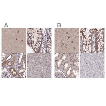 Anti-PLEKHG3 antibody produced in rabbit Prestige Antibodies&#174; Powered by Atlas Antibodies, affinity isolated antibody