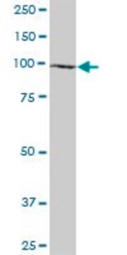 Anti-NALP11 antibody produced in mouse IgG fraction of antiserum, buffered aqueous solution