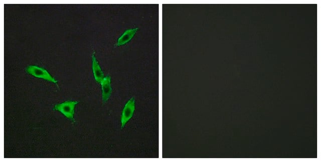 Anti-ADORA2B antibody produced in rabbit affinity isolated antibody