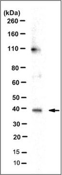 Anti-FPR1/2 Antibody, clone NFPR1 clone NFPR1, from mouse