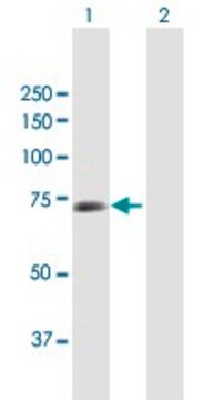 Anti-CSTF2 antibody produced in mouse purified immunoglobulin, buffered aqueous solution