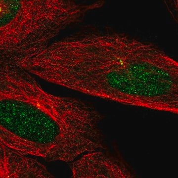 Anti-CAMK2N2 antibody produced in rabbit Prestige Antibodies&#174; Powered by Atlas Antibodies, affinity isolated antibody