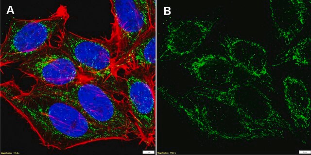 293-hek-cells | Sigma-Aldrich