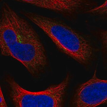 Anti-TMEM241 antibody produced in rabbit Prestige Antibodies&#174; Powered by Atlas Antibodies, affinity isolated antibody