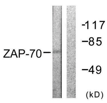 Anti-ZAP-70 antibody produced in rabbit affinity isolated antibody