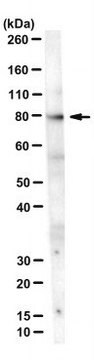 Anti-XRCC1 Antibody, clone 33-2-5