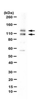 Anti-ASCIZ Antibody from rabbit, purified by affinity chromatography