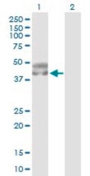 Anti-SERPINA5 antibody produced in rabbit purified immunoglobulin, buffered aqueous solution