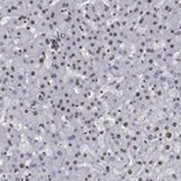 Anti-CYB561D2 antibody produced in rabbit Prestige Antibodies&#174; Powered by Atlas Antibodies, affinity isolated antibody, buffered aqueous glycerol solution