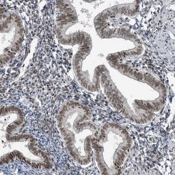 Anti-YTHDC1 antibody produced in rabbit Prestige Antibodies&#174; Powered by Atlas Antibodies, affinity isolated antibody, buffered aqueous glycerol solution