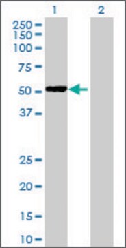 Anti-PPP2R3C antibody produced in mouse whole antiserum, buffered aqueous solution