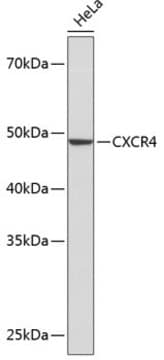 Anti-CXCR4 Antibody, clone 9B6G1, Rabbit Monoclonal