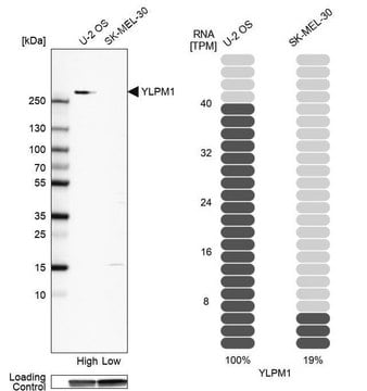 Anti-YLPM1 antibody produced in rabbit Prestige Antibodies&#174; Powered by Atlas Antibodies, affinity isolated antibody