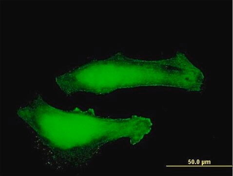 Anti-MTPN antibody produced in mouse purified immunoglobulin, buffered aqueous solution