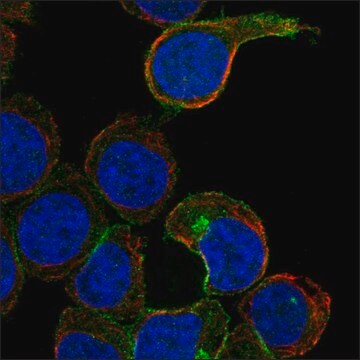 Anti-CD200R1 antibody produced in rabbit Prestige Antibodies&#174; Powered by Atlas Antibodies, affinity isolated antibody