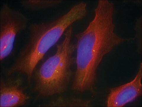 Anti-SYT1 (Ab-309) antibody produced in rabbit affinity isolated antibody