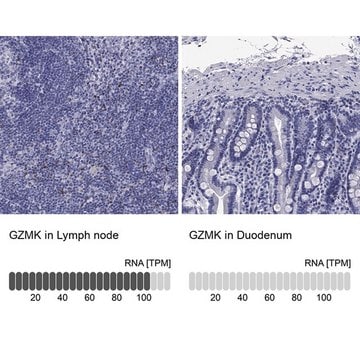 Anti-GZMK antibody produced in rabbit Prestige Antibodies&#174; Powered by Atlas Antibodies, affinity isolated antibody, buffered aqueous glycerol solution