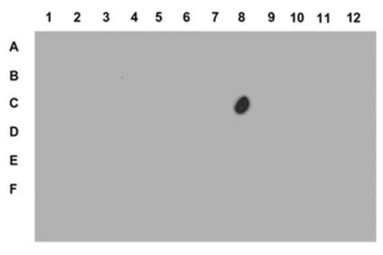 Anti-Phospho-Histon-H3(Ser28)-Antikörper from rabbit, purified by affinity chromatography