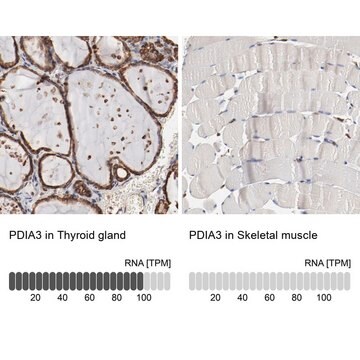 Anti-PDIA3 antibody produced in rabbit Ab1, Prestige Antibodies&#174; Powered by Atlas Antibodies, affinity isolated antibody, buffered aqueous glycerol solution