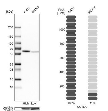 Anti-CCT6A antibody produced in rabbit Prestige Antibodies&#174; Powered by Atlas Antibodies, affinity isolated antibody, buffered aqueous glycerol solution