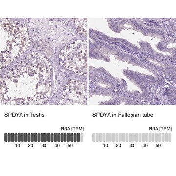 Anti-SPDYA antibody produced in rabbit Prestige Antibodies&#174; Powered by Atlas Antibodies, affinity isolated antibody, buffered aqueous glycerol solution