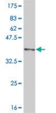 Monoclonal Anti-DNMBP antibody produced in mouse clone 3H7, purified immunoglobulin, buffered aqueous solution