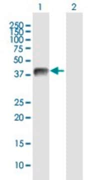 Anti-USP12 antibody produced in mouse purified immunoglobulin, buffered aqueous solution