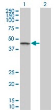 Monoclonal Anti-CSNK1G1 antibody produced in mouse clone 3F10, purified immunoglobulin, buffered aqueous solution