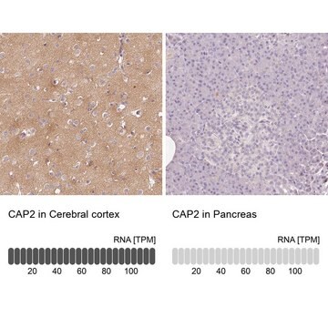 Anti-CAP2 antibody produced in rabbit Prestige Antibodies&#174; Powered by Atlas Antibodies, affinity isolated antibody, buffered aqueous glycerol solution