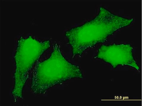 Monoclonal Anti-CRKL antibody produced in mouse clone 4B5, purified immunoglobulin, buffered aqueous solution