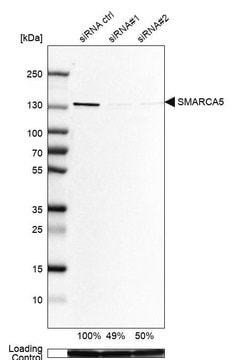 Anti-SMARCA5 antibody produced in rabbit Prestige Antibodies&#174; Powered by Atlas Antibodies, affinity isolated antibody, buffered aqueous glycerol solution