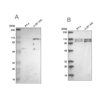 Anti-STRN3 antibody produced in rabbit Ab1, Prestige Antibodies&#174; Powered by Atlas Antibodies, affinity isolated antibody, buffered aqueous glycerol solution