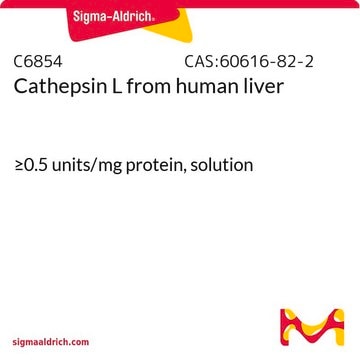 Cathepsin L from human liver &#8805;0.5&#160;units/mg protein, solution