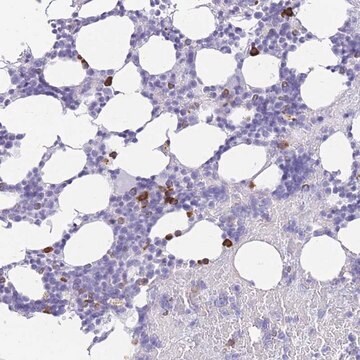 Anti-ZFP37 antibody produced in rabbit Prestige Antibodies&#174; Powered by Atlas Antibodies, affinity isolated antibody, buffered aqueous glycerol solution