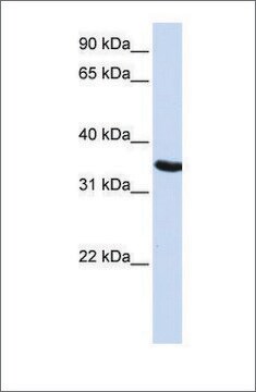 Anti-DPPA2 antibody produced in rabbit affinity isolated antibody