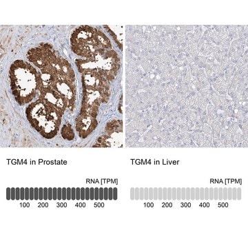 Anti-TGM4 antibody produced in rabbit Prestige Antibodies&#174; Powered by Atlas Antibodies, affinity isolated antibody, buffered aqueous glycerol solution