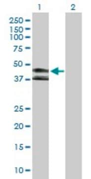 Anti-KIR3DL1 antibody produced in rabbit purified immunoglobulin, buffered aqueous solution