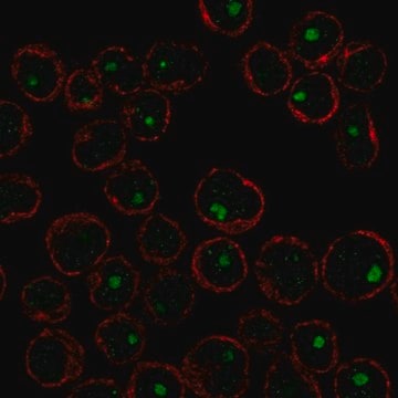 Anti-Cables2 Antibody Produced In Rabbit Prestige Antibodies&#174; Powered by Atlas Antibodies, affinity isolated antibody, buffered aqueous glycerol solution