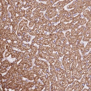 Anti-OAF antibody produced in rabbit Prestige Antibodies&#174; Powered by Atlas Antibodies, affinity isolated antibody, buffered aqueous glycerol solution