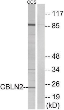 Anti-CBLN2 antibody produced in rabbit affinity isolated antibody