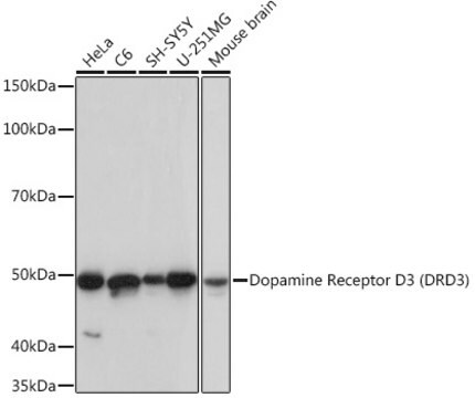 Anti-Dopamine Receptor D3 (DRD3) Antibody, clone 5L1P4, Rabbit Monoclonal