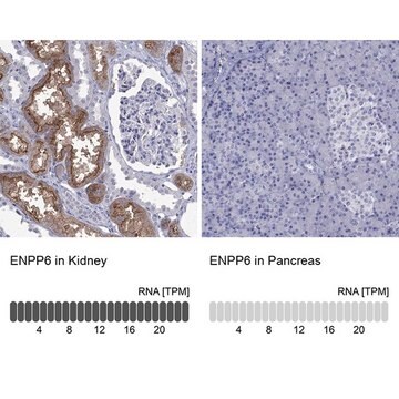 Anti-ENPP6 antibody produced in rabbit Prestige Antibodies&#174; Powered by Atlas Antibodies, affinity isolated antibody, buffered aqueous glycerol solution