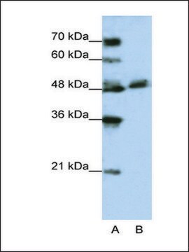 Anti-WDR13 antibody produced in rabbit IgG fraction of antiserum