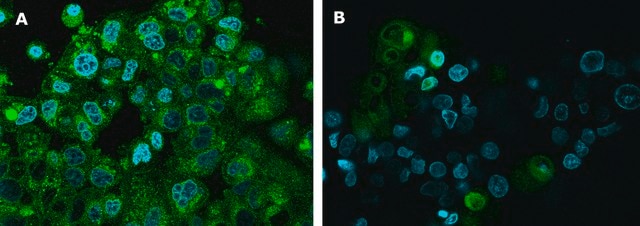 BioTracker&#8482; Spermidine Polyamine Green Fluorescent Live Cell Probe